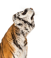 Looking up Tiger's head portrait, close-up, isolated on white