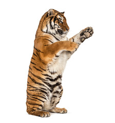 Obraz premium Tiger on hind legs, pawing, isolated on white