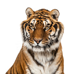 Tiger's head portrait, close-up, isolated on white