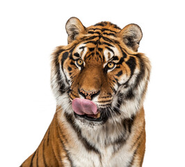 Close up on a head of a hungry Tiger, licking itself