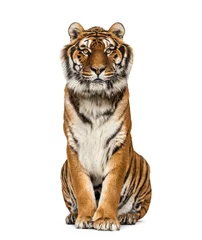 Foto op Aluminium Tiger sitting looking at the camera, isolated on white © Eric Isselée