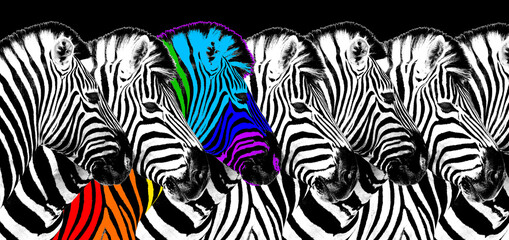 Usual & rainbow color zebra black background isolated, individuality concept, stand out from crowd, uniqueness symbol, independence, dissent, think different, creative idea, diversity, outstand, rebel © Vera Shestak