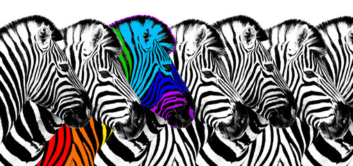 Fototapeta na wymiar Usual & rainbow color zebra white background isolated, individuality concept, stand out from crowd, uniqueness symbol, independence, dissent, think different, creative idea, diversity, outstand, rebel