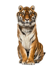 Tiger sitting looking at the camera, isolated on white