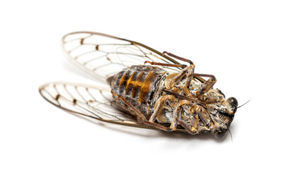 on its back grey Cicada, isolated on white
