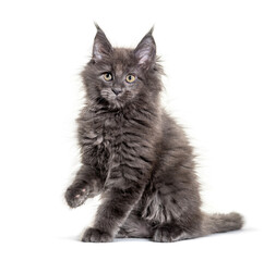 Grey Maine coon kitten sitting, isolated