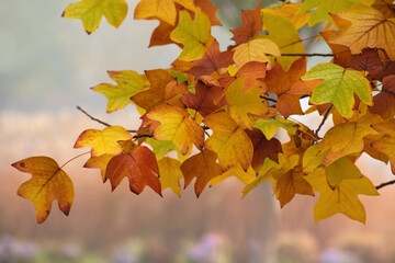 Fototapeta na wymiar Beautiful autumn lyrodendron branches with multicolored leaves. Tulip tree