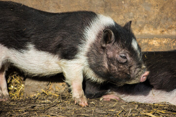 Black and white mother pig and her baby piglet eating hay in a vallière at the zoo.