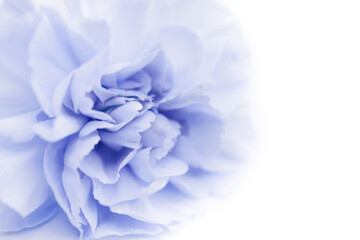 Fototapeta na wymiar Blue large peony bud or cloves on a white background as a blank for advertising text