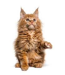 Ginger Maine coon kitten sitting, pawing up