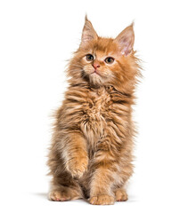 ginger Maine coon kitten sitting