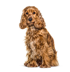 Cocker spaniel anglais sitting in front