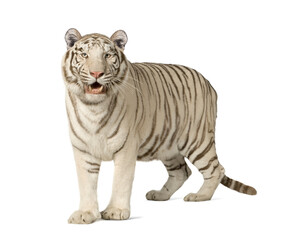 Fototapeta na wymiar White Tiger (3 years)