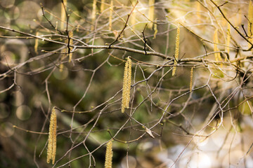 Early spring in a birch grove. Blooming birch. Birch earrings.
