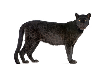 Fototapeta premium Black Leopard (6 years), remasterized