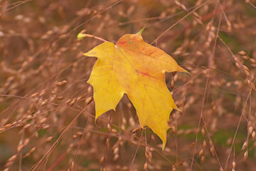 The beautiful lonely yellow-red maple leaf  lies on the branches of millet