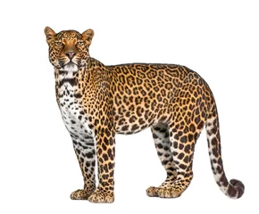 Papier Peint photo Léopard Portrait de léopard, Panthera pardus, debout, remasterisé