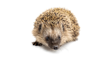 young european hedgehog isolated on white