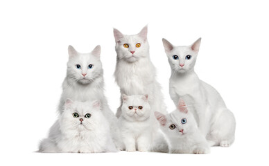 Fototapeta premium Group of white cats isolated on white