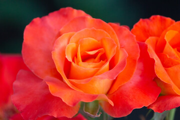 Fototapeta na wymiar Rose of bright orange color close-up in the garden.