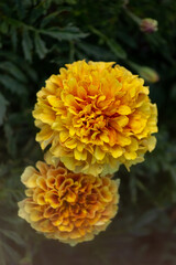 Marigolds (Tagetes erecta, Mexican marigolds, Aztec marigolds, African marigolds) close-up in the garden.