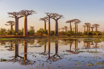 Fototapeten Beautiful Baobab trees at sunset at the avenue of the baobabs in Madagascar © Picturellarious