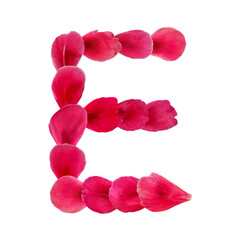 Single English letter E made from bright pink petals of a rose, peony or tulip. Real floral natural font isolated on white background