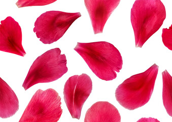 Beautiful romantic A4 seamless pattern of hot pink rose, peony or tulip petals. Floral texture made of many petals isolated on white background