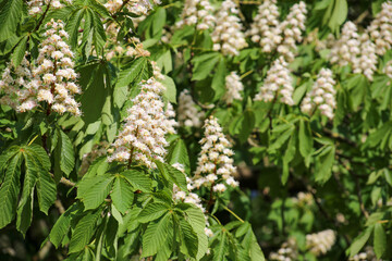 Chestnut tree flowering close-up