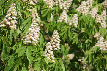 Chestnut tree flowering close-up