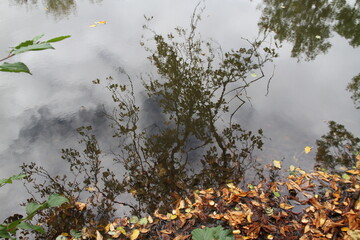 tree in the forest,baum, himmel, natur, wald, baum, blau, fr&uuml;hling, green, blatt, herbst, ast, sonne, blatt, pflanze, sommer, landschaft, blume, holz, cloud, f&ouml;hre, gelb, ast, wei&szlig;, fall, jahreszeit