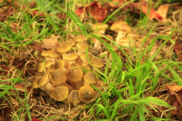 mushroom, wald, natur, pilz, herbst, essen, mushroom, moos, gras, pilz, braun, pflanze, essbar, green, boletus, kappe, flora, holz, makro, giftpilz, gelb, jahreszeit, auflösungszeichen, holz, baum