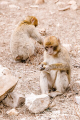 monkeys in morocco