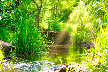 Stream in the tropical forest. Environment sunny water landscape