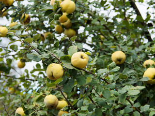 (Cydonia oblonga) Cognassier ou pommier de Cydon à fruits jaune en forme de pomme ou poire à peau...