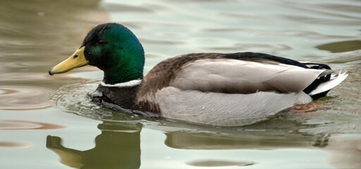 Canard colvert en Camargue, France