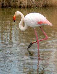 Flamant rose en Camargue, France