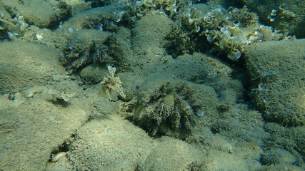 Common cuttlefish or European common cuttlefish (Sepia officinalis) undersea in defence pose, Aegean Sea, Greece, Halkidiki