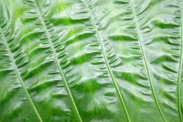 green leaf in nature background and texture