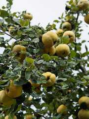 (Cydonia oblonga) Cognassier ou poire de Cydonie à fruits jaune doré en forme de poire ou pomme charnue et duveteuse 