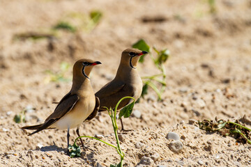 Canastera común (Glareola pratincola,), pareja de aves posada sobre la arena en el Parque Nacional...