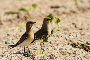 Canastera común (Glareola pratincola,), pareja de aves posada sobre la arena en el Parque Nacional de Doñana (España).