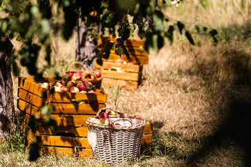Ripe apples in crates and on trees in orchard