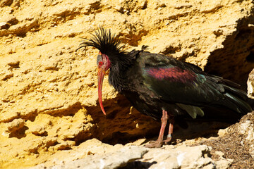 Ibis eremita ( Geronticus eremita),  sobre la roca descansando.