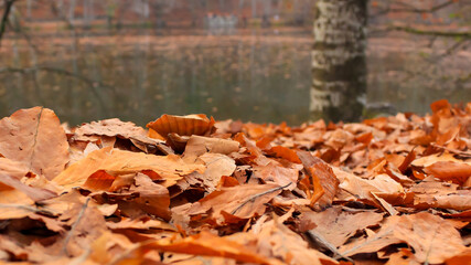 The leaves that turn yellow and fall are all over the place. A great image for autumn, concept.