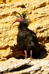 Ibis eremita (Geronticus eremita), posado sobre la roca en un acantilado en Cad&iacute;z (Espa&ntilde;a).