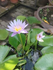 The lotus flower bloomed to see the petals, the pale purple stamens and the sunlight shining fresh.