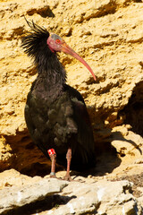 Ibis eremita (Geronticus eremita), posado sobre la roca en un acantilado en Cadíz (España).