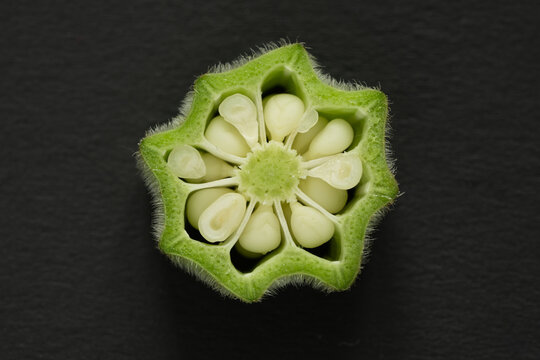 Fresh okra on black background