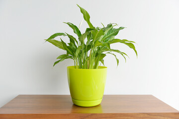 Green plant with white background and wooden table. Simple plant and interior decoration.